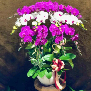 Chậu Lan Hồ Điệp - CL38