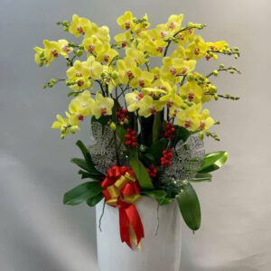Chậu Lan Hồ Điệp - CL19